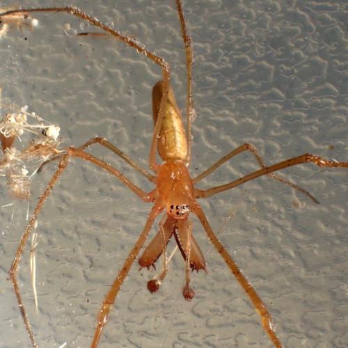 Tetragnatha nitens